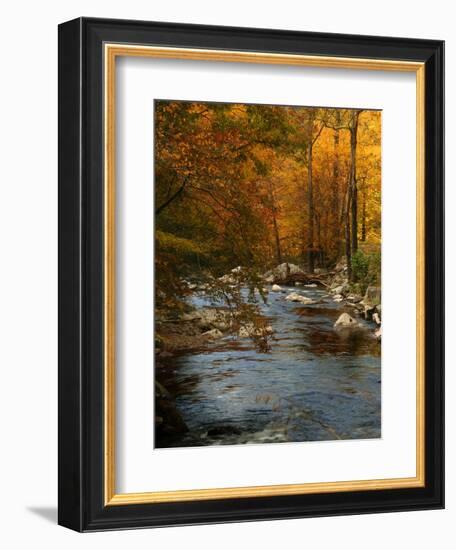 Golden foliage reflected in mountain creek, Smoky Mountain National Park, Tennessee, USA-Anna Miller-Framed Photographic Print