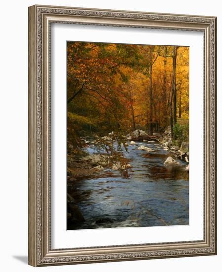 Golden foliage reflected in mountain creek, Smoky Mountain National Park, Tennessee, USA-Anna Miller-Framed Photographic Print