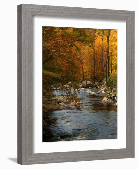 Golden foliage reflected in mountain creek, Smoky Mountain National Park, Tennessee, USA-Anna Miller-Framed Photographic Print