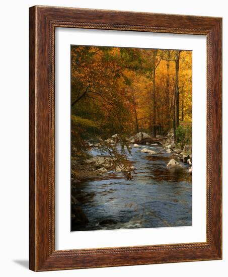 Golden foliage reflected in mountain creek, Smoky Mountain National Park, Tennessee, USA-Anna Miller-Framed Photographic Print