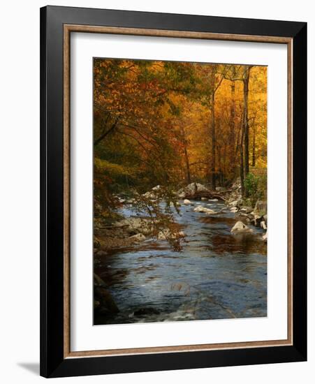 Golden foliage reflected in mountain creek, Smoky Mountain National Park, Tennessee, USA-Anna Miller-Framed Photographic Print