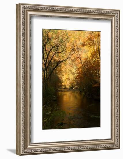 Golden foliage reflected in mountain creek, Smoky Mountain National Park, Tennessee, USA-Anna Miller-Framed Photographic Print