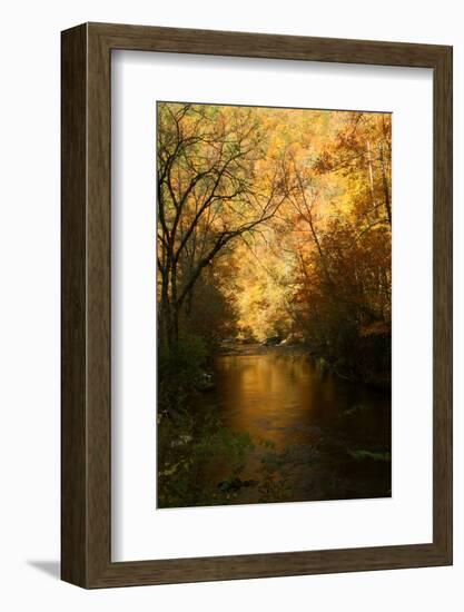 Golden foliage reflected in mountain creek, Smoky Mountain National Park, Tennessee, USA-Anna Miller-Framed Photographic Print