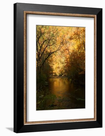 Golden foliage reflected in mountain creek, Smoky Mountain National Park, Tennessee, USA-Anna Miller-Framed Photographic Print