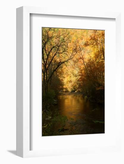 Golden foliage reflected in mountain creek, Smoky Mountain National Park, Tennessee, USA-Anna Miller-Framed Photographic Print