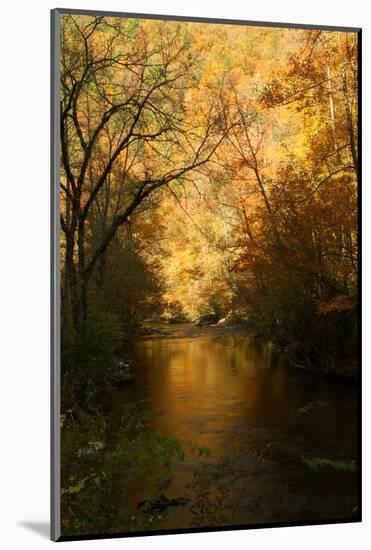 Golden foliage reflected in mountain creek, Smoky Mountain National Park, Tennessee, USA-Anna Miller-Mounted Photographic Print