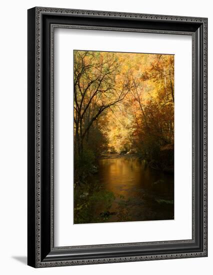 Golden foliage reflected in mountain creek, Smoky Mountain National Park, Tennessee, USA-Anna Miller-Framed Photographic Print