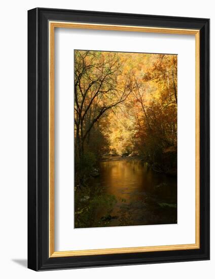 Golden foliage reflected in mountain creek, Smoky Mountain National Park, Tennessee, USA-Anna Miller-Framed Photographic Print