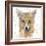 Golden Forest - Fox-null-Framed Giclee Print