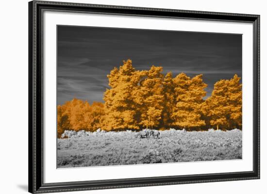 Golden Forest-Linda Wood-Framed Giclee Print