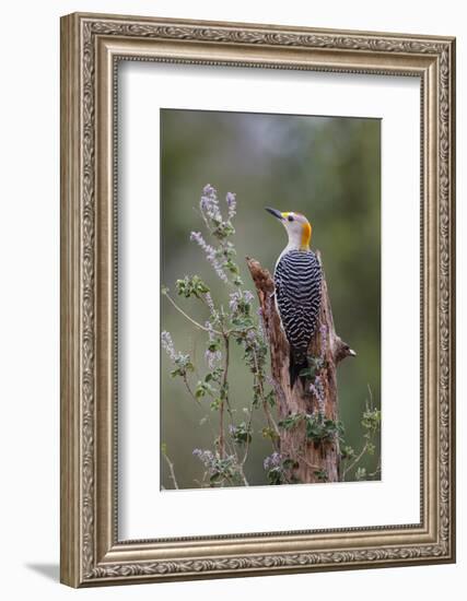 Golden-fronted woodpecker feeding.-Larry Ditto-Framed Photographic Print