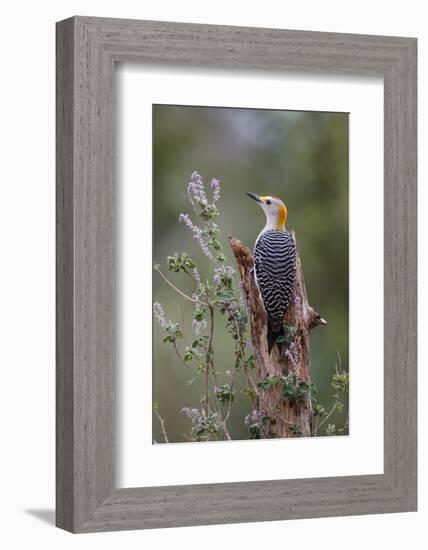 Golden-fronted woodpecker feeding.-Larry Ditto-Framed Photographic Print