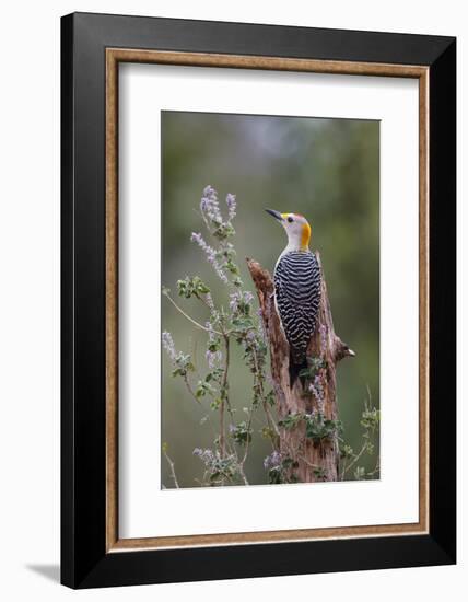 Golden-fronted woodpecker feeding.-Larry Ditto-Framed Photographic Print