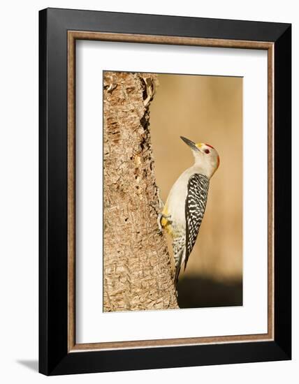 Golden-Fronted Woodpecker Male Starr, Texas, Usa-Richard ans Susan Day-Framed Photographic Print