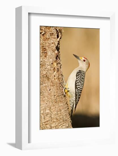 Golden-Fronted Woodpecker Male Starr, Texas, Usa-Richard ans Susan Day-Framed Photographic Print