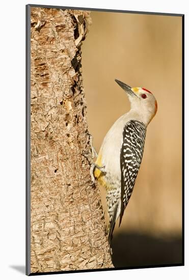 Golden-Fronted Woodpecker Male Starr, Texas, Usa-Richard ans Susan Day-Mounted Photographic Print