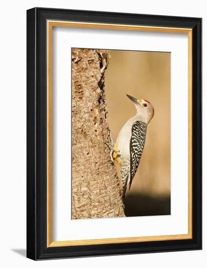 Golden-Fronted Woodpecker Male Starr, Texas, Usa-Richard ans Susan Day-Framed Photographic Print