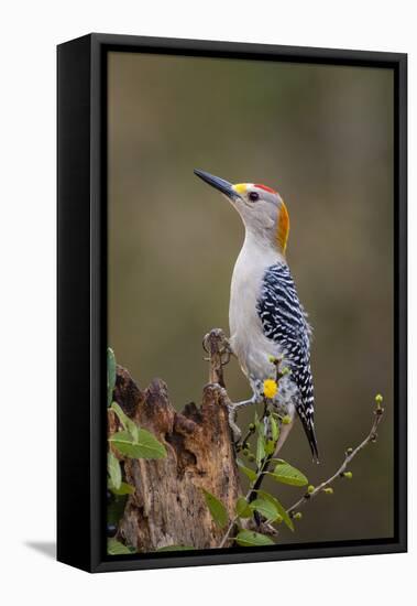 Golden-fronted woodpecker (Melanerpes aurifrons) foraging.-Larry Ditto-Framed Premier Image Canvas