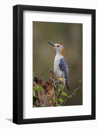 Golden-fronted woodpecker (Melanerpes aurifrons) foraging.-Larry Ditto-Framed Photographic Print