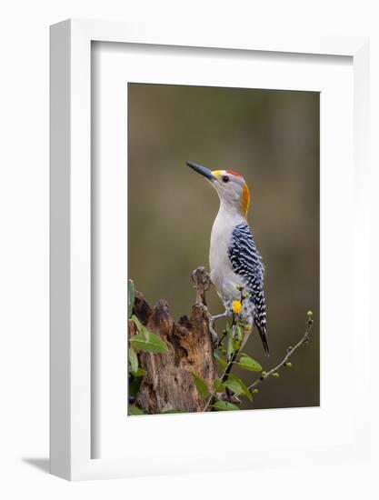 Golden-fronted woodpecker (Melanerpes aurifrons) foraging.-Larry Ditto-Framed Photographic Print