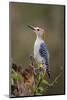 Golden-fronted woodpecker (Melanerpes aurifrons) foraging.-Larry Ditto-Mounted Photographic Print