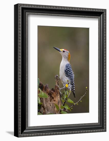 Golden-fronted woodpecker (Melanerpes aurifrons) foraging.-Larry Ditto-Framed Photographic Print