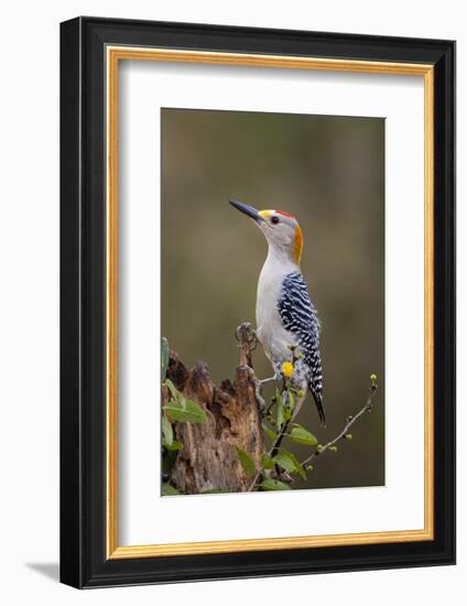 Golden-fronted woodpecker (Melanerpes aurifrons) foraging.-Larry Ditto-Framed Photographic Print