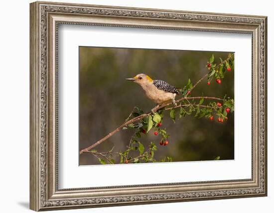 Golden-fronted Woodpecker (Melanerpes aurifrons) perched-Larry Ditto-Framed Photographic Print