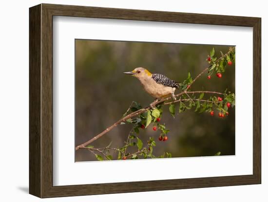 Golden-fronted Woodpecker (Melanerpes aurifrons) perched-Larry Ditto-Framed Photographic Print