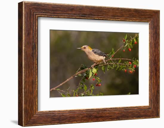 Golden-fronted Woodpecker (Melanerpes aurifrons) perched-Larry Ditto-Framed Photographic Print