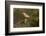 Golden-fronted Woodpecker (Melanerpes aurifrons) perched-Larry Ditto-Framed Photographic Print