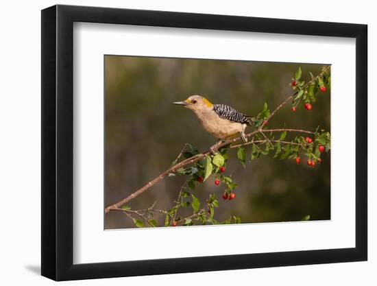 Golden-fronted Woodpecker (Melanerpes aurifrons) perched-Larry Ditto-Framed Photographic Print