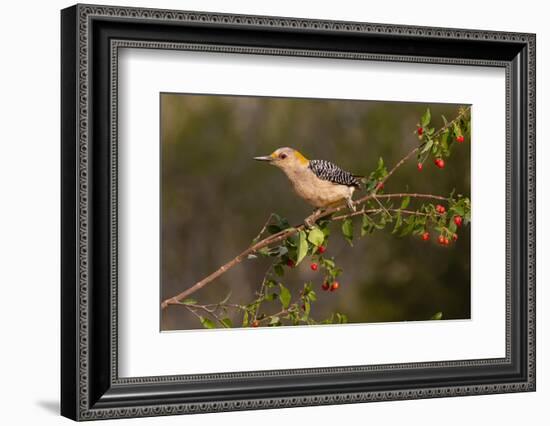 Golden-fronted Woodpecker (Melanerpes aurifrons) perched-Larry Ditto-Framed Photographic Print