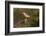 Golden-fronted Woodpecker (Melanerpes aurifrons) perched-Larry Ditto-Framed Photographic Print