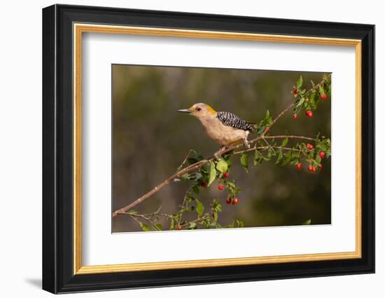 Golden-fronted Woodpecker (Melanerpes aurifrons) perched-Larry Ditto-Framed Photographic Print