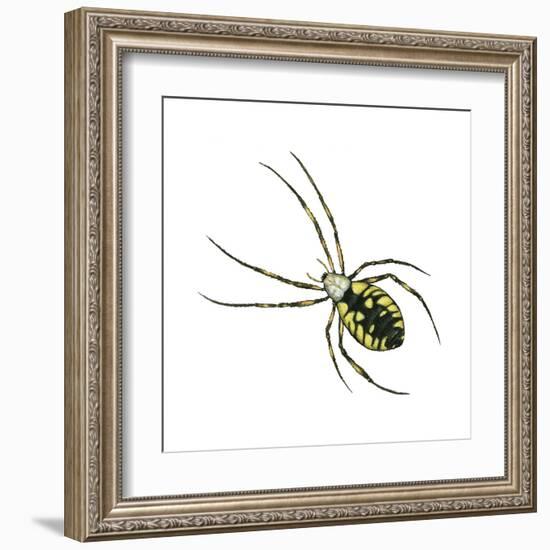 Golden Garden Spider (Argiope Aurantia), Arachnids-Encyclopaedia Britannica-Framed Art Print