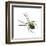 Golden Garden Spider (Argiope Aurantia), Arachnids-Encyclopaedia Britannica-Framed Art Print