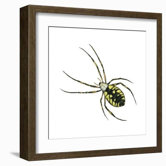 Golden Garden Spider (Argiope Aurantia), Arachnids-Encyclopaedia Britannica-Framed Art Print