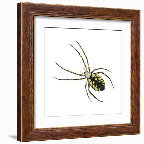 Golden Garden Spider (Argiope Aurantia), Arachnids-Encyclopaedia Britannica-Framed Art Print