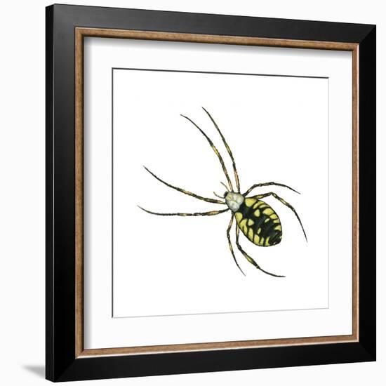 Golden Garden Spider (Argiope Aurantia), Arachnids-Encyclopaedia Britannica-Framed Art Print