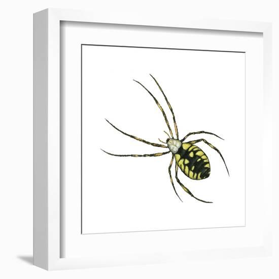 Golden Garden Spider (Argiope Aurantia), Arachnids-Encyclopaedia Britannica-Framed Art Print