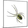 Golden Garden Spider (Argiope Aurantia), Arachnids-Encyclopaedia Britannica-Mounted Art Print