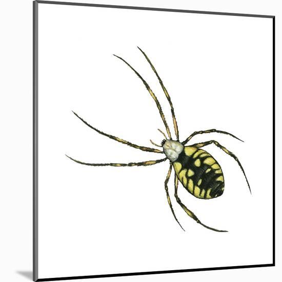 Golden Garden Spider (Argiope Aurantia), Arachnids-Encyclopaedia Britannica-Mounted Art Print