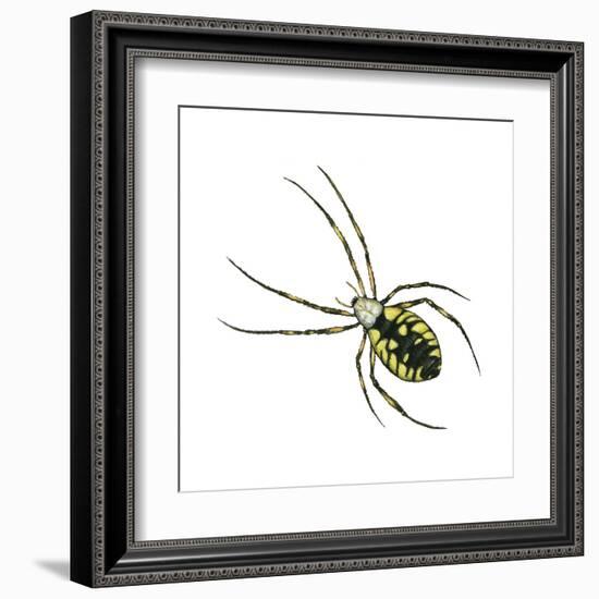 Golden Garden Spider (Argiope Aurantia), Arachnids-Encyclopaedia Britannica-Framed Art Print