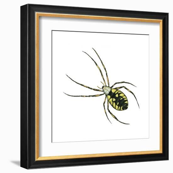 Golden Garden Spider (Argiope Aurantia), Arachnids-Encyclopaedia Britannica-Framed Art Print