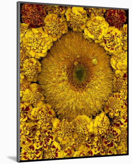 Golden Garden Sunflowers & Marigolds-null-Mounted Art Print