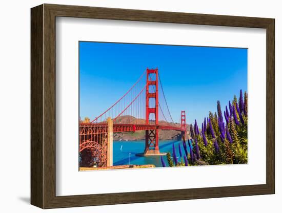 Golden Gate Bridge San Francisco Purple Flowers Echium Candicans in California-holbox-Framed Photographic Print