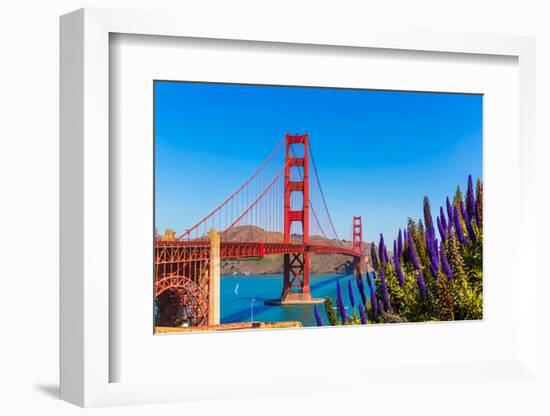 Golden Gate Bridge San Francisco Purple Flowers Echium Candicans in California-holbox-Framed Photographic Print