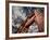 Golden Gate Bridge-Andrea Costantini-Framed Photographic Print