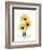 Golden Gerbera-Albert Koetsier-Framed Art Print